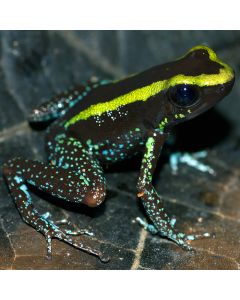 Phyllobates aurotaenia Green Probable Pair