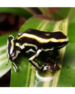 Dendrobates truncatus Yellow