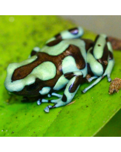 Dendrobates auratus Bahia Solano