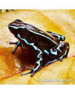 Dendrobates truncatus Blue