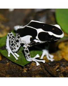 Dendrobates tinctorius Vanessa
