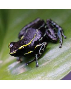 Hyloxalus azureiventris 