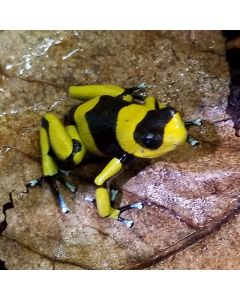 Oophaga lehmanni Yellow