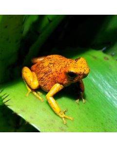Oophaga sylvatica San Lorenzo
