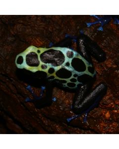 Dendrobates tinctorius Kutari River UE