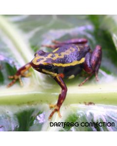 Epipedobates tricolor Rio
