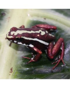 Epipedobates tricolor Morospunga