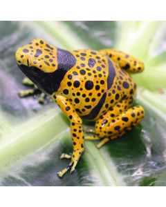 Dendrobates Leucomelas Bolivar (Fine Spot)