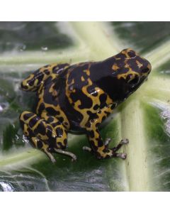 Dendrobates leucomelas Camo