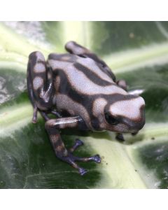 Dendrobates auratus Rio Cascajal