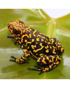 Oophaga histrionica Red Head Small Locale