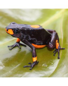Oophaga histrionica Bullseye Orange