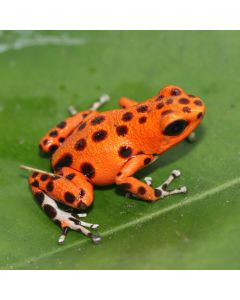Oophaga pumilio Bastimentos