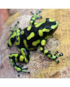 Dendrobates auratus Capurgana