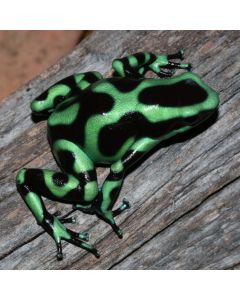 Dendrobates auratus Nicaraguan