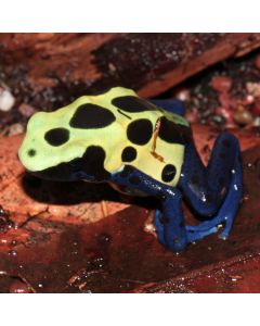 Dendrobates tinctorius Yellow Sipaliwini
