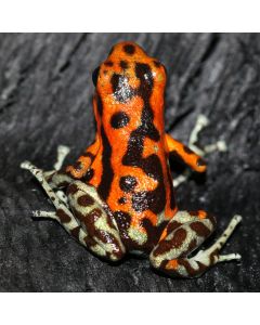 Oophaga pumilio Quebrada Pitti