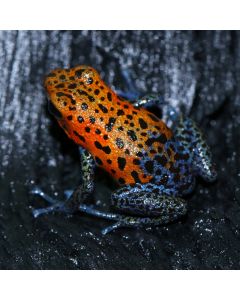 Oophaga pumilio Boca De Culubre