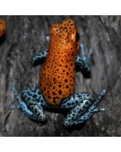 Oophaga pumilio Valle Del Rey