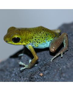 Oophaga pumilio Isla Popa 1