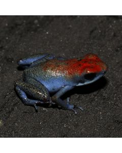 Oophaga pumilio Escudo