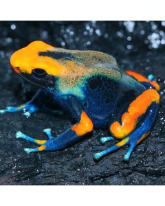 Dendrobates tinctorius Peacock