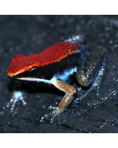 Allobates zaparo
