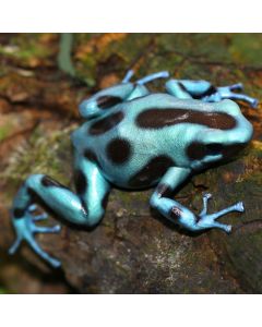 Dendrobates auratus El Cope