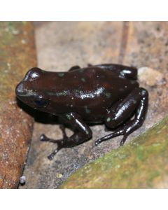 Dendrobates auratus Black Capira