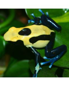 Dendrobates tinctorius Nikita
