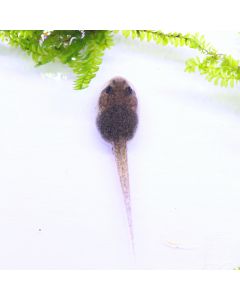 Allobates zaparo Tadpole