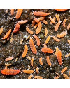 Tropical Orange Springtail - Yuukianura aphoruroides 