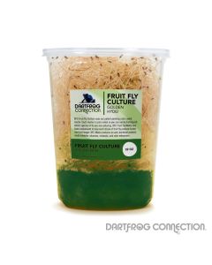 DFC Buzzatii Fruit Fly Culture