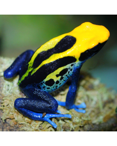 Dendrobates Tinctorius Brazilian Yellow Head