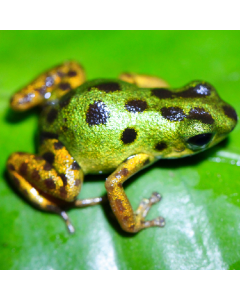 Oophaga pumilio Isla Colon