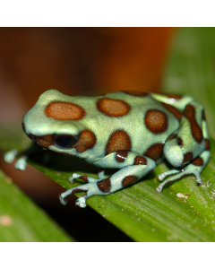 Dendrobates auratus Microspot