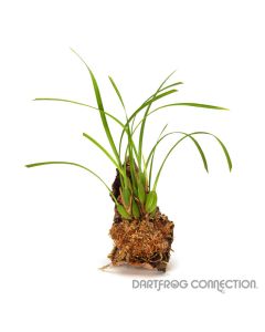 Maxillaria Tenuifolia