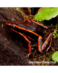 Ameerega Trivitatta Red