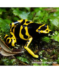 Dendrobates Leucomelas Nominant
