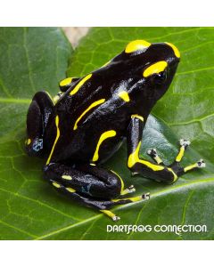 Dendrobates Tinctorius Alanis