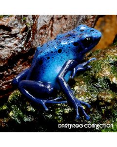Dendrobates tictorius Azureus Juvenile