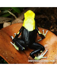 Dendrobates Tinctorius Yellow Back