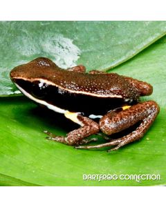Allobates femoralis French Guiana