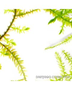 Java Moss 