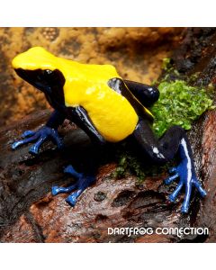 Dendrobates Tinctorius Citronella
