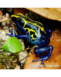 Dendrobates Tinctorius Boulanger