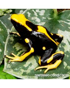 Dendrobates Tinctorius La Fumee