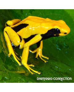 Dendrobates Tinctorius Matecho 