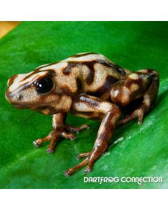  Dendrobates Auratus  Campana