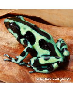  Dendrobates Auratus Costa Rican